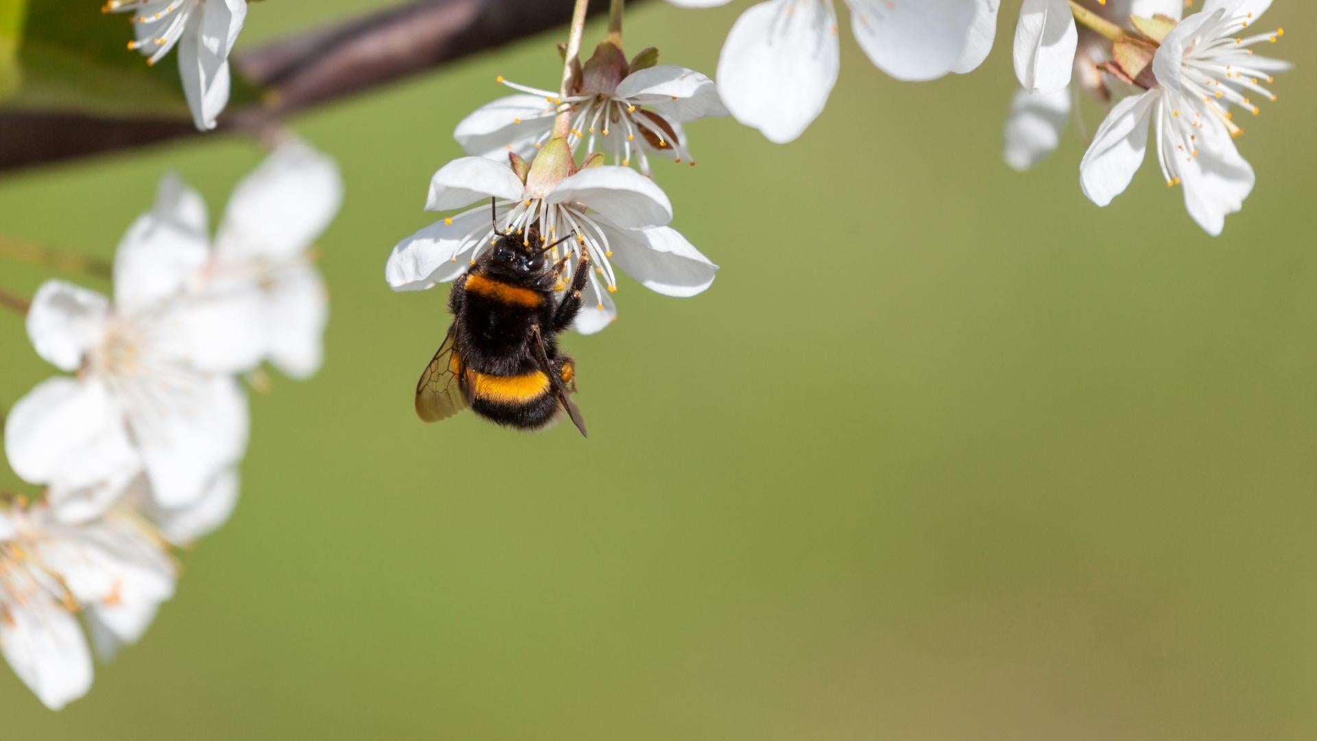 Bumblebee on Cherry Blossom