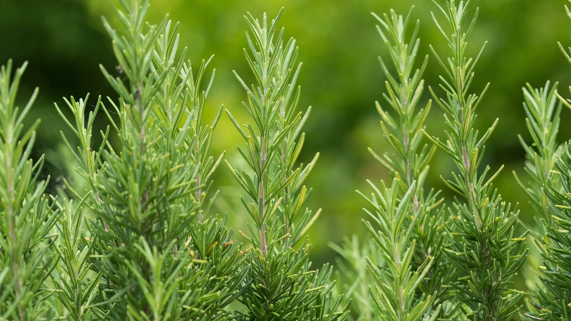 Rosemary for Remembrance: The Memory Herb Through the Ages