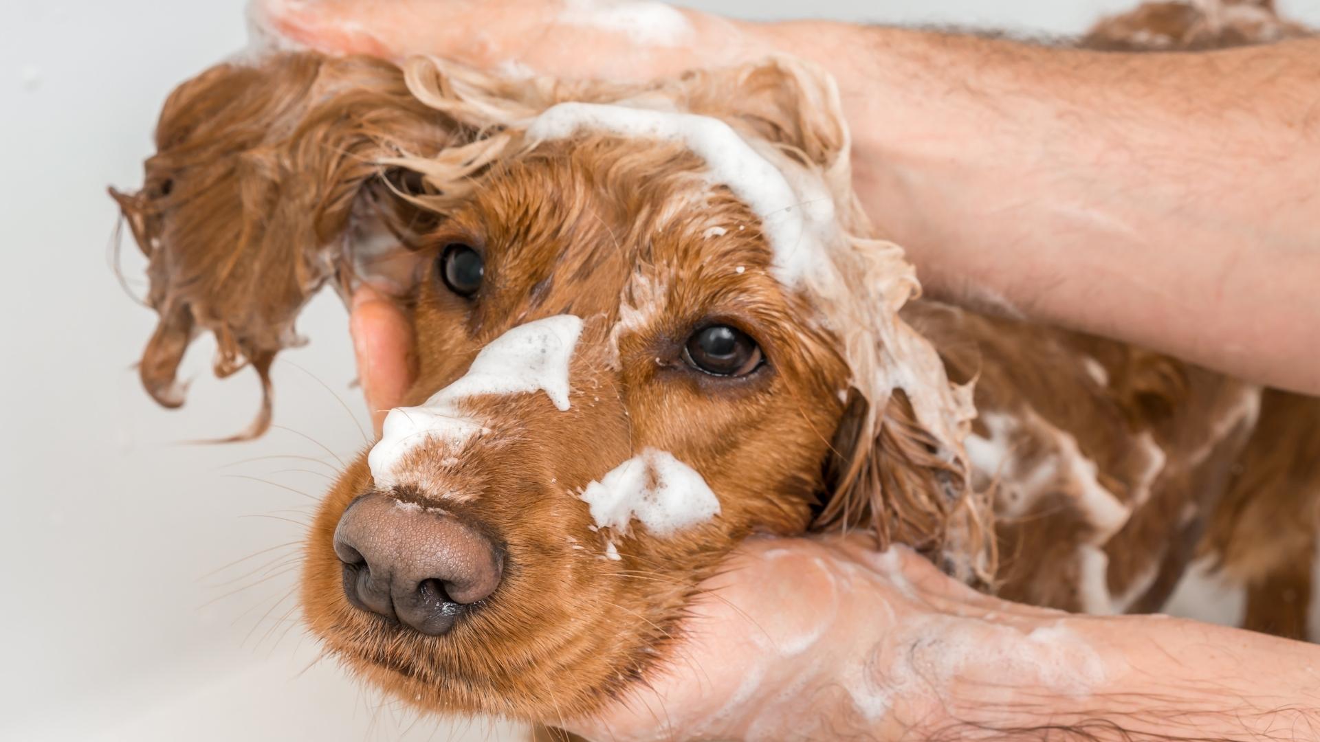 Dog being washed with shampoo