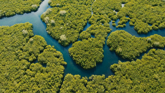 We're helping plant a forest