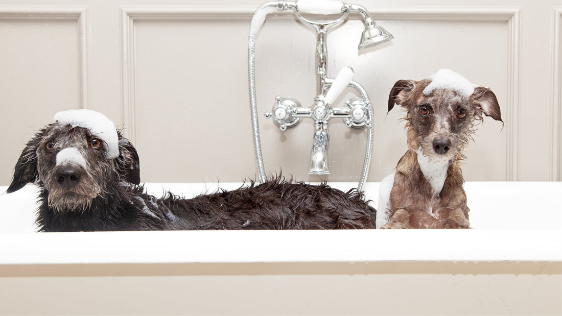 Two dogs having a bath 
