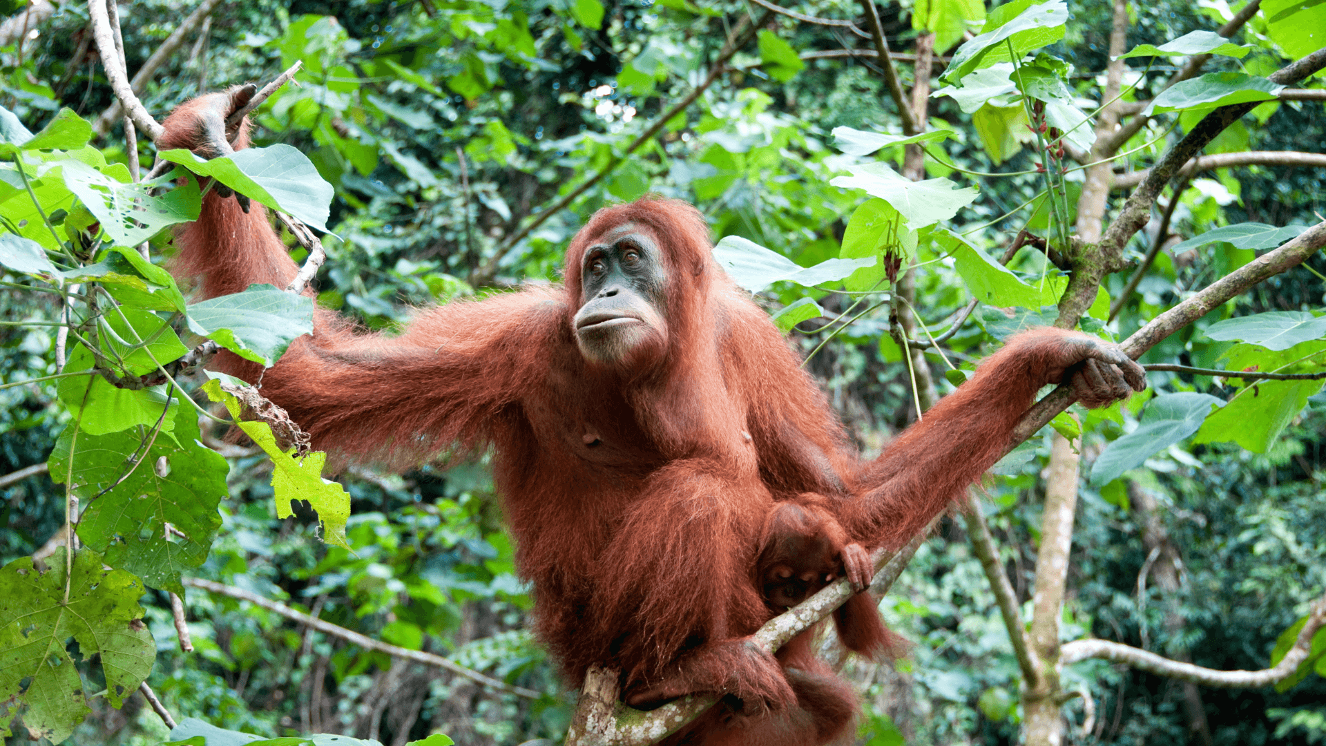 Orangutan in Rainforest