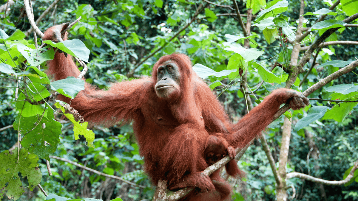 The dirty truth about Palm Oil in Shampoo KIND2