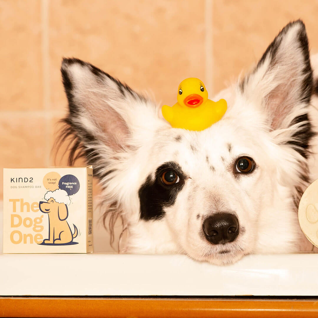 The Dog One - Fragrance Free Shampoo Bar Bundle