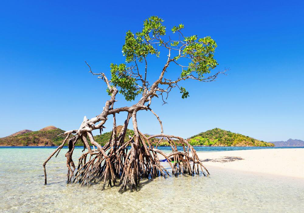 Mangrove Tree on white sandy beach